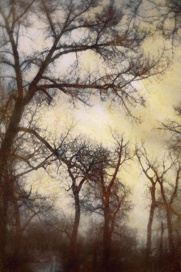 Trees Digital Art by Diane Dugas | Fine Art America