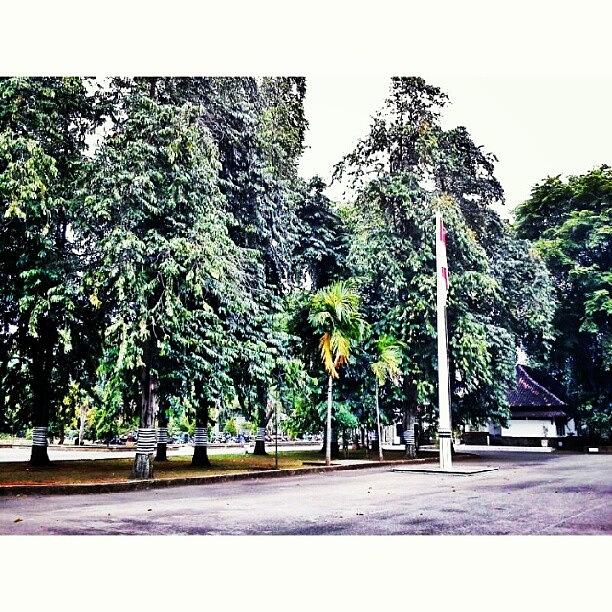 Tree Photograph - #trees #flag #indonesia #instagood by Inas Shakira