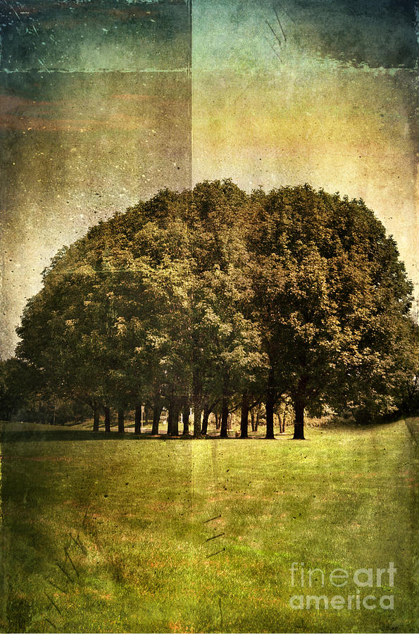 Trees Grunge Photograph by Jill Battaglia