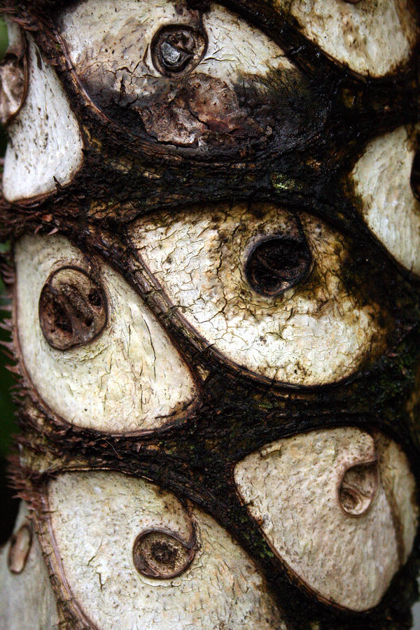 Trees Have Eyes Photograph by Jennifer Bright Burr