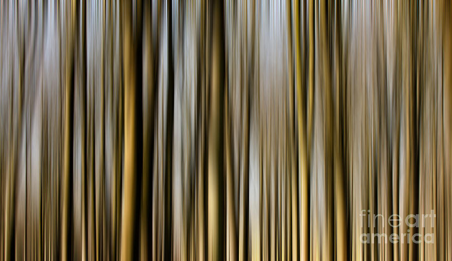 Trees in a forest blurred Photograph by Simon Bratt