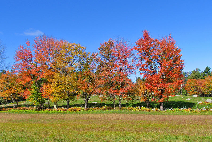 Trees in Autumn Photograph by Larry Landolfi