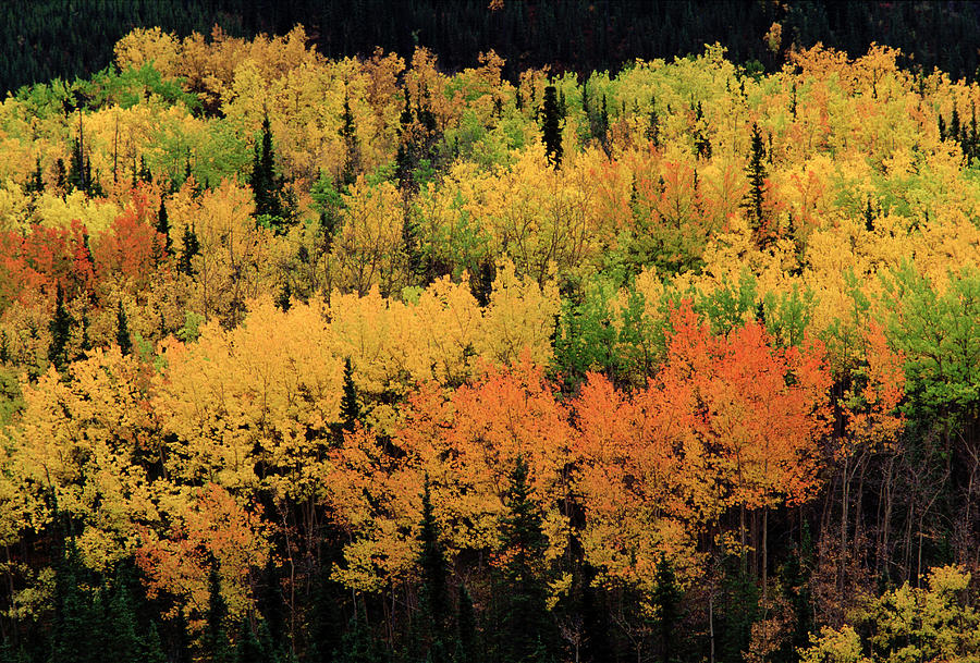 Trees In Fall Colors, Denali Photograph by Rob Reijnen