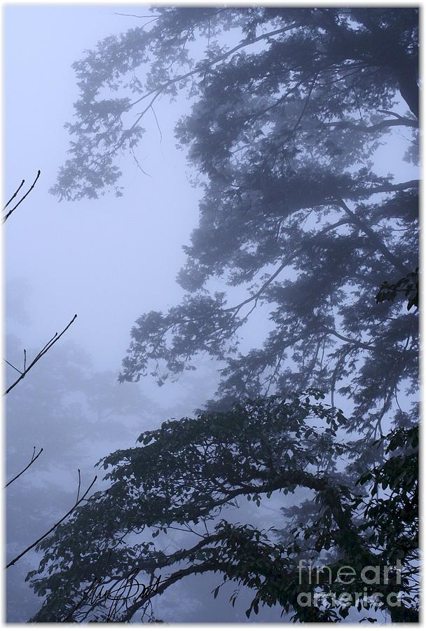 Black And White Digital Art - Trees in Fog 3  by Maxine Bochnia