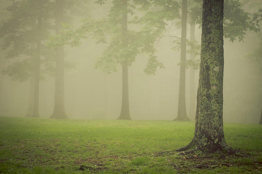 Trees in Fog Photograph by Joye Ardyn Durham