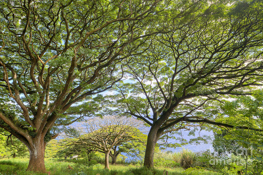 Trees in Hana Maui Hawaii Photograph by Dustin K Ryan
