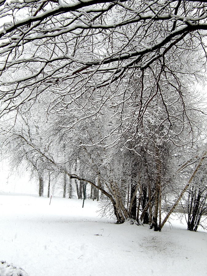 Tree Photograph - Trees in Snow by Jiayin Ma