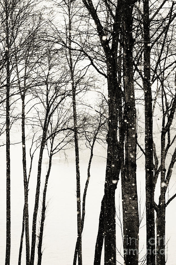 Abstract Photograph - Trees in Snow Storm by Kim Fearheiley
