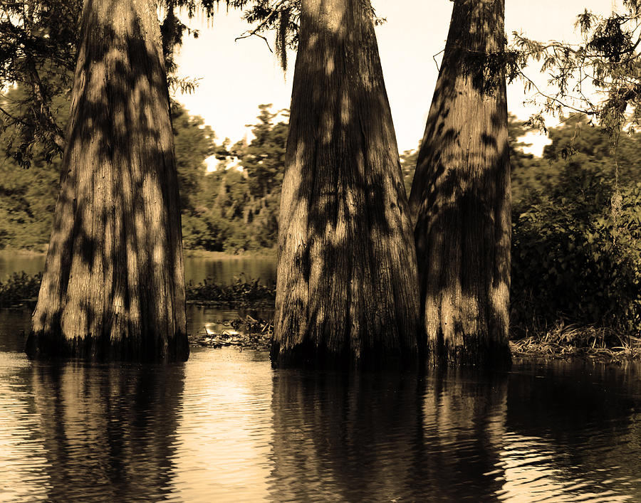 Trees in the Atchafalaya Basin Southern Louisiana Photograph by Maggy Marsh
