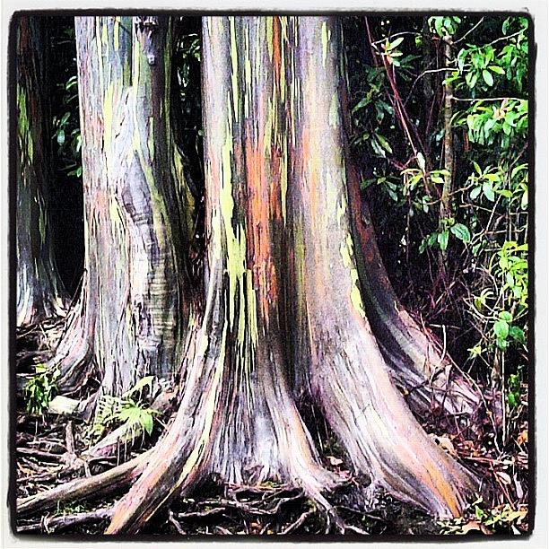 Trees In The Maui Rainforest Photograph by Kristin Rogers