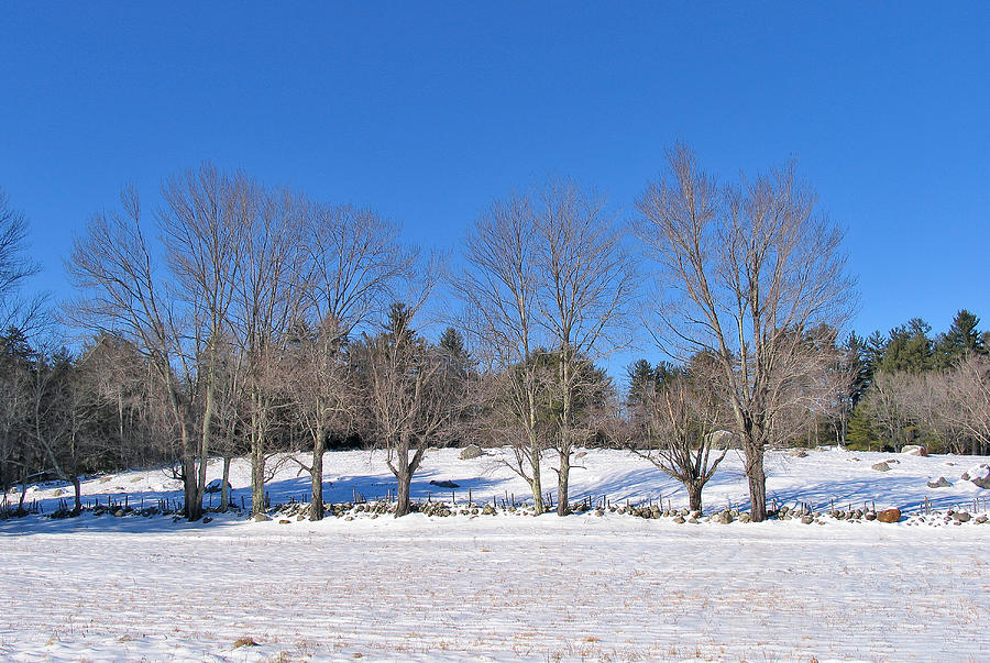 Trees in Winter Photograph by Larry Landolfi