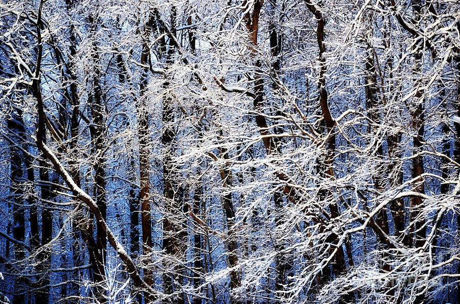 Trees in Winter Photograph by Lila Fisher-Wenzel