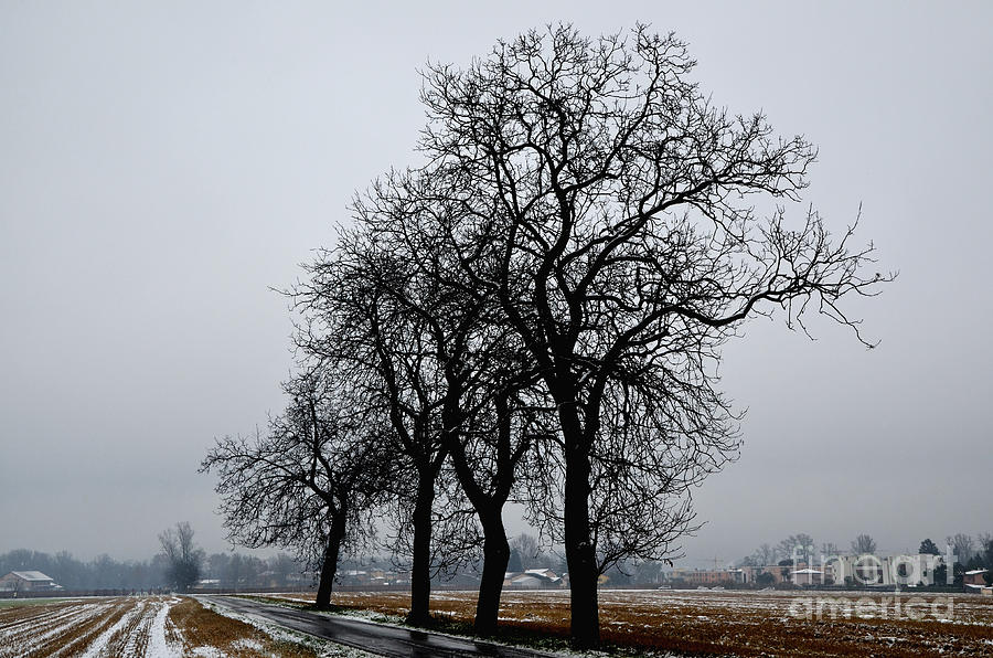 Trees in winter Photograph by Mats Silvan
