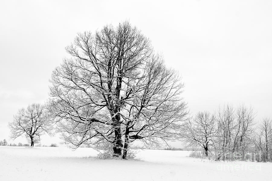 Trees In Winter Photograph by Michal Boubin