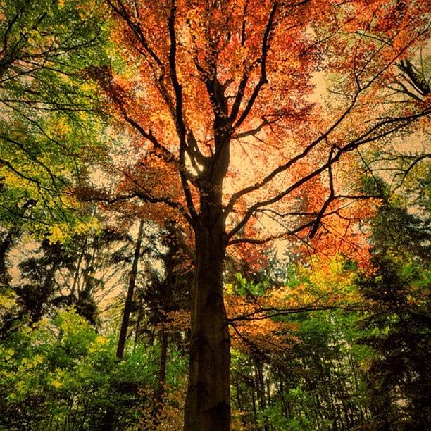 Tree Photograph - #trees #landscape #sky #sun by Carolyn Ferris
