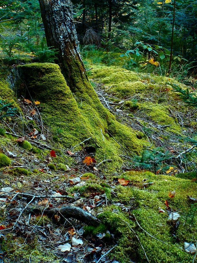 Trees Moss lives on Photograph by William OBrien