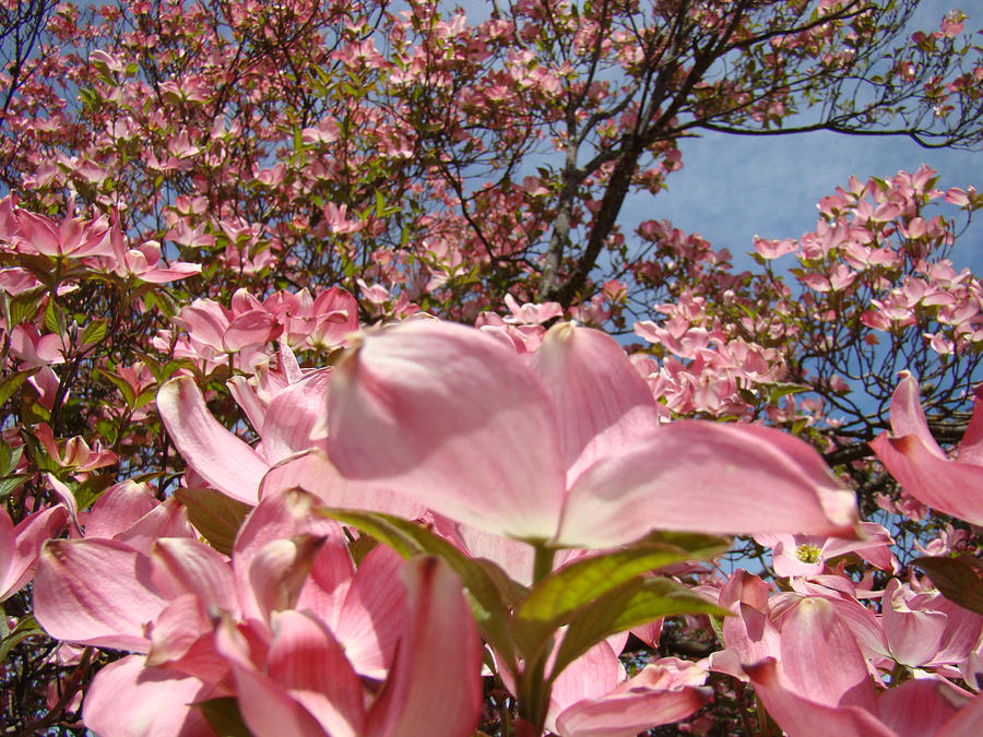 Flower Photograph - Trees Nature Fine Art Prints Pink Dogwood Flowers by Patti Baslee