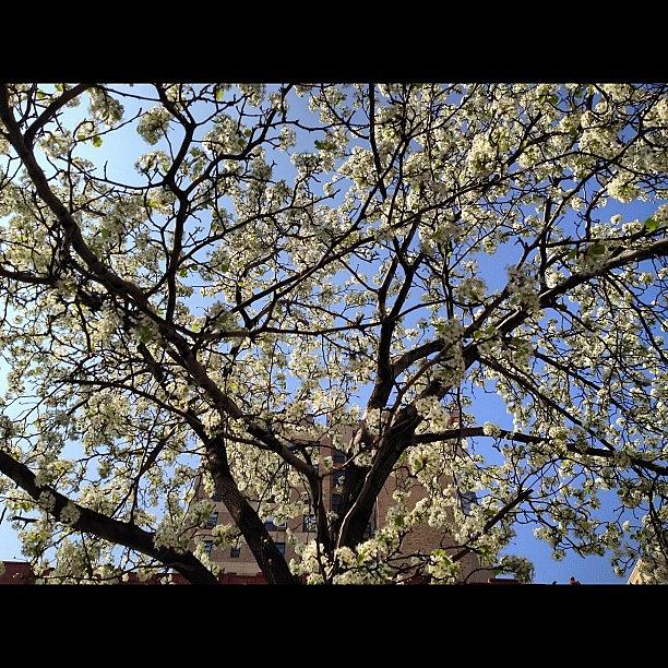 Tree Photograph - #trees #newyork #appleblossom by Elizabeth Maldonado