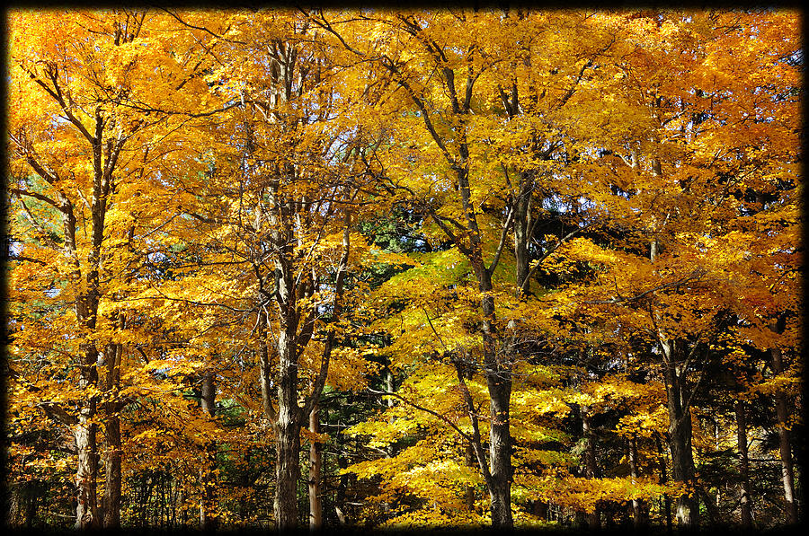Fall Photograph - Trees of Gold by Luke Moore