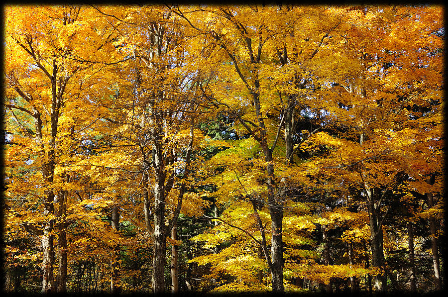 Trees of Gold Photograph by Luke Moore