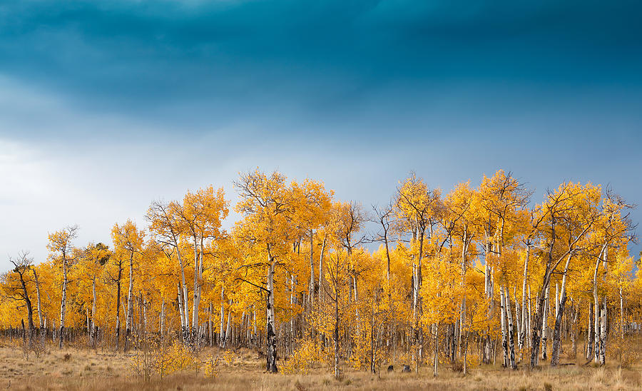 Tree Photograph - Trees of Gold by Tim Reaves