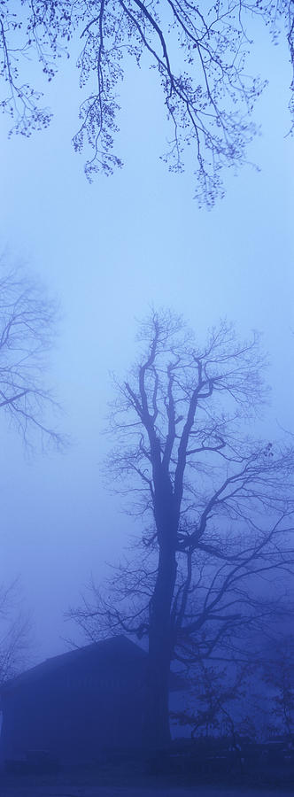 Trees on a foggy evening - available for licensing Photograph by Ulrich Kunst And Bettina Scheidulin