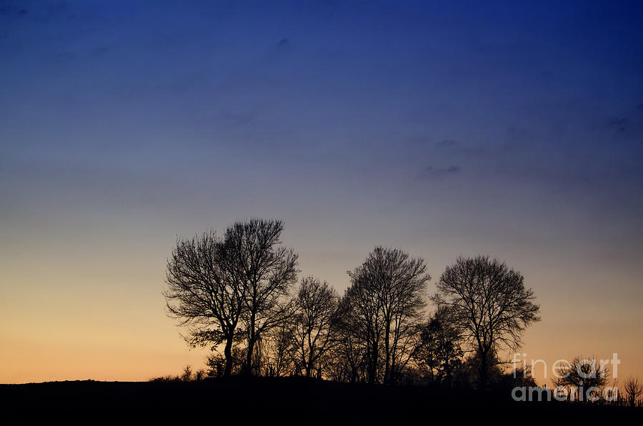 Trees on a hill in sunset Photograph by Mats Silvan