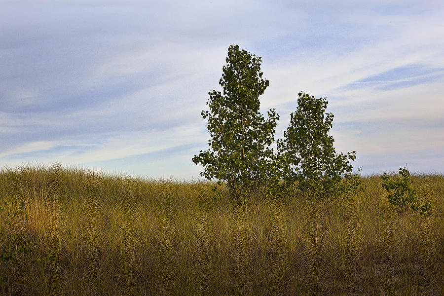 Trees On Grassy Dune Top By Lake Michigan No.015 Photograph