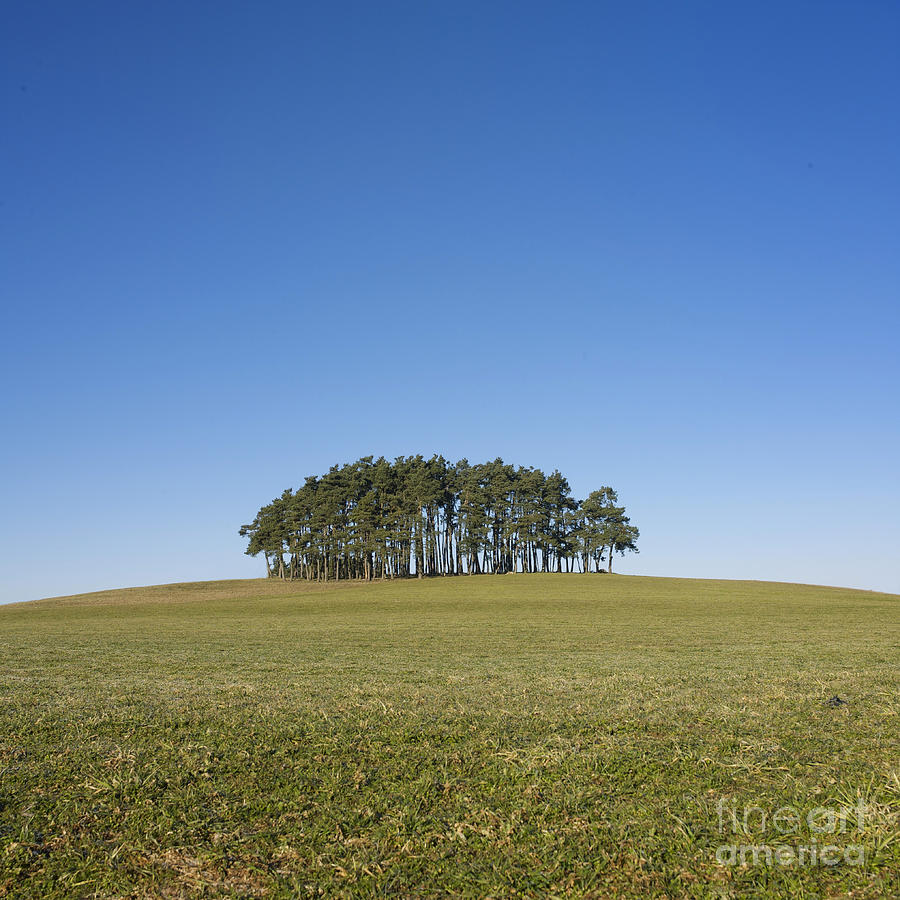 Tree trunk by Bernard Jaubert