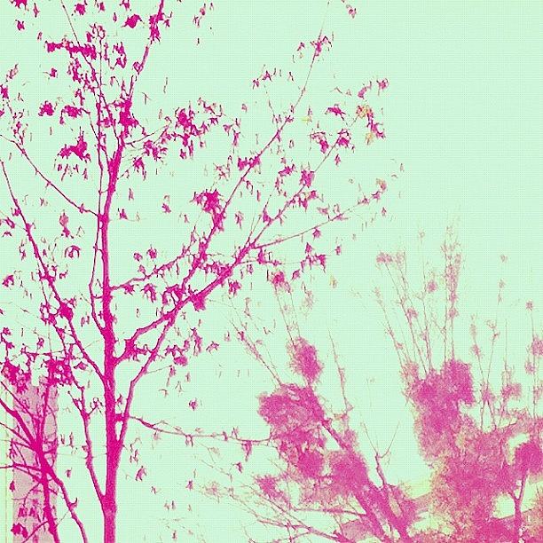 Tree Photograph - #trees #pastel #pastel_lover #sky by Simone Gruber