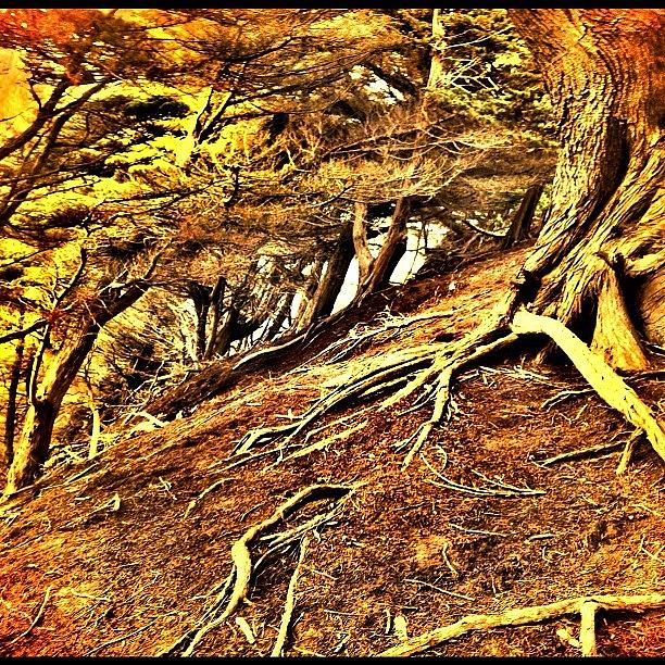 Trees Showing Their Roots On A Cliff Photograph by Selina P