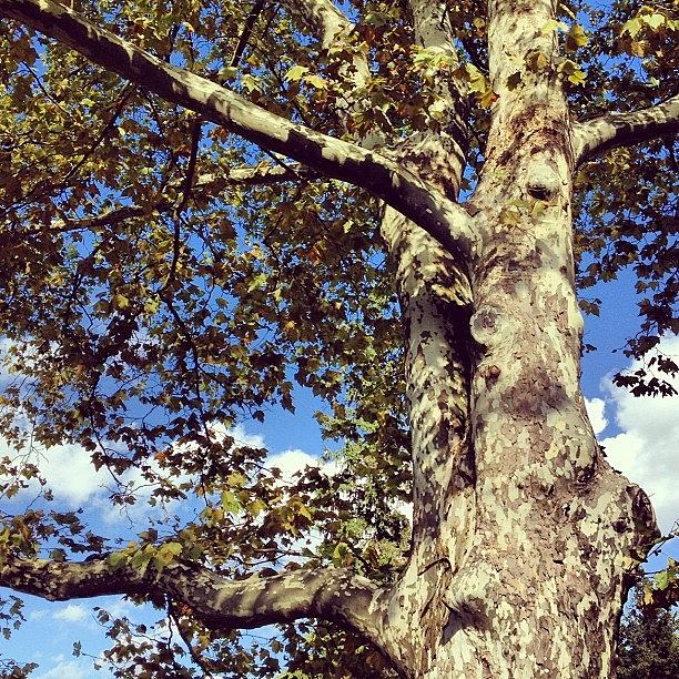 Summer Photograph - #trees #sky #nature #summer #september by Shannon Ferguson