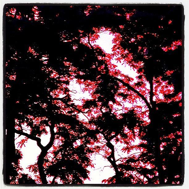 Tree Photograph - #trees #sunset #light #instadaily by Rachel Z