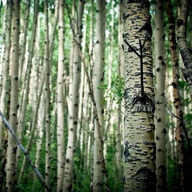 Nature Photograph - Trees Tell Stories. #trees #aspen by Victoria Haas