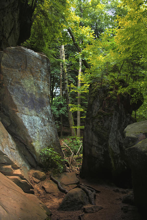 Trees Through The Rocks Photograph by Richard Gregurich