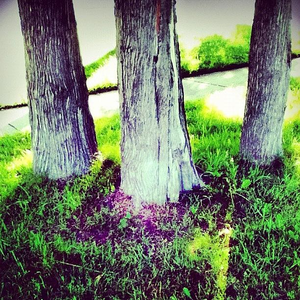 Tree Photograph - #trees, #tree, #grass, #green by Ariane Polena