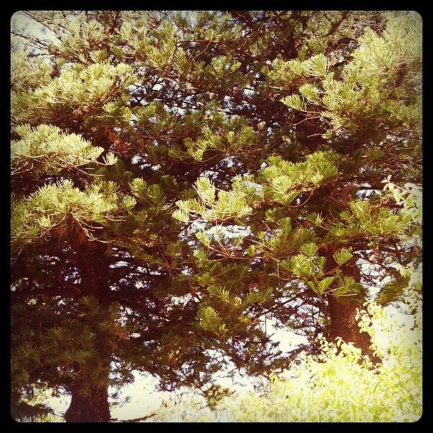 Tree Photograph - #trees #treeporn #iphone #igdaily by Kirk Roberts
