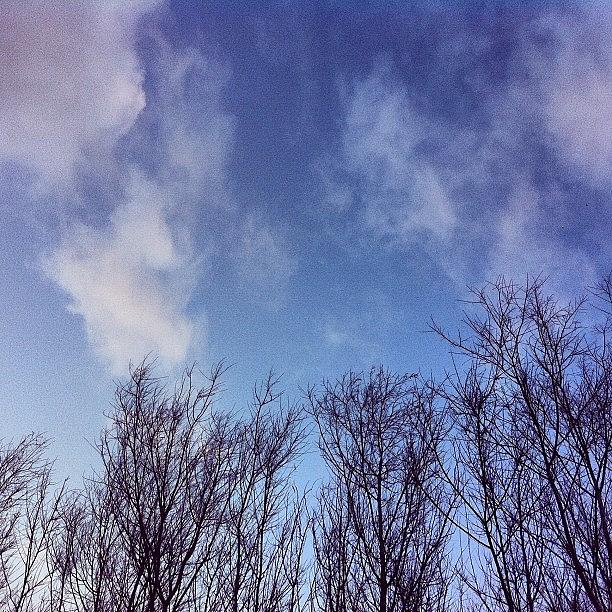 Tree Photograph - #trees #treetop #clouds #blueskies by Karen Clarke