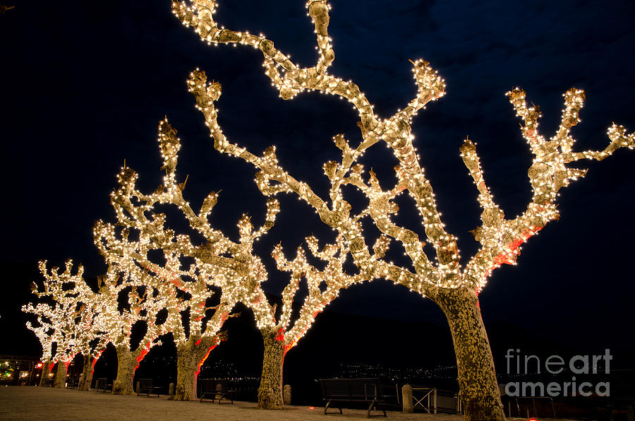 Trees with lights Photograph by Mats Silvan
