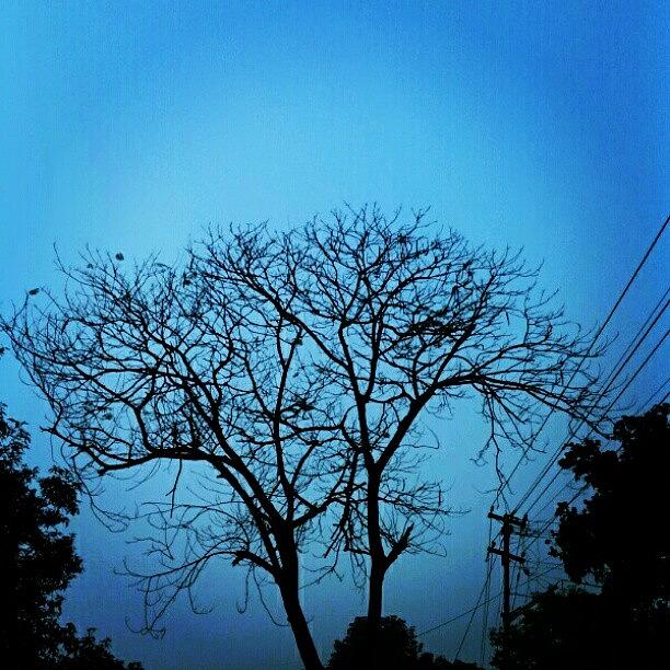 Nature Photograph - Trees Without Leaves Use Electricity by Shivendra Singh