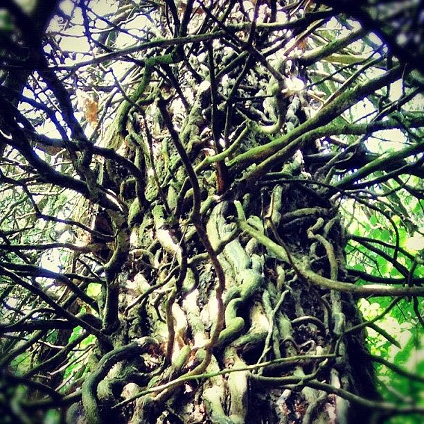Nature Photograph - #treescollection #tree #ivy #old by Fay Pead