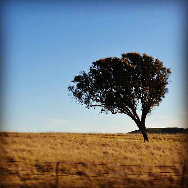 Tree Photograph - #treestyles_gf_lonelytree_001 #trees by Lisa Bertolin