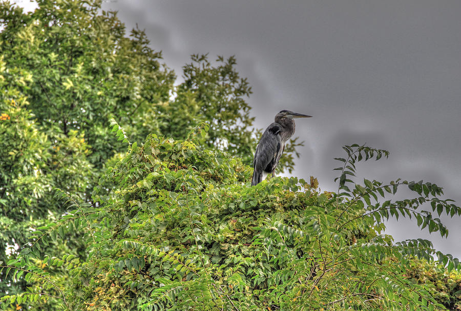 Bird Photograph - Treetop Surveyor by J Laughlin