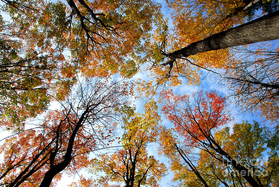 Treetops Photograph by Elena Elisseeva