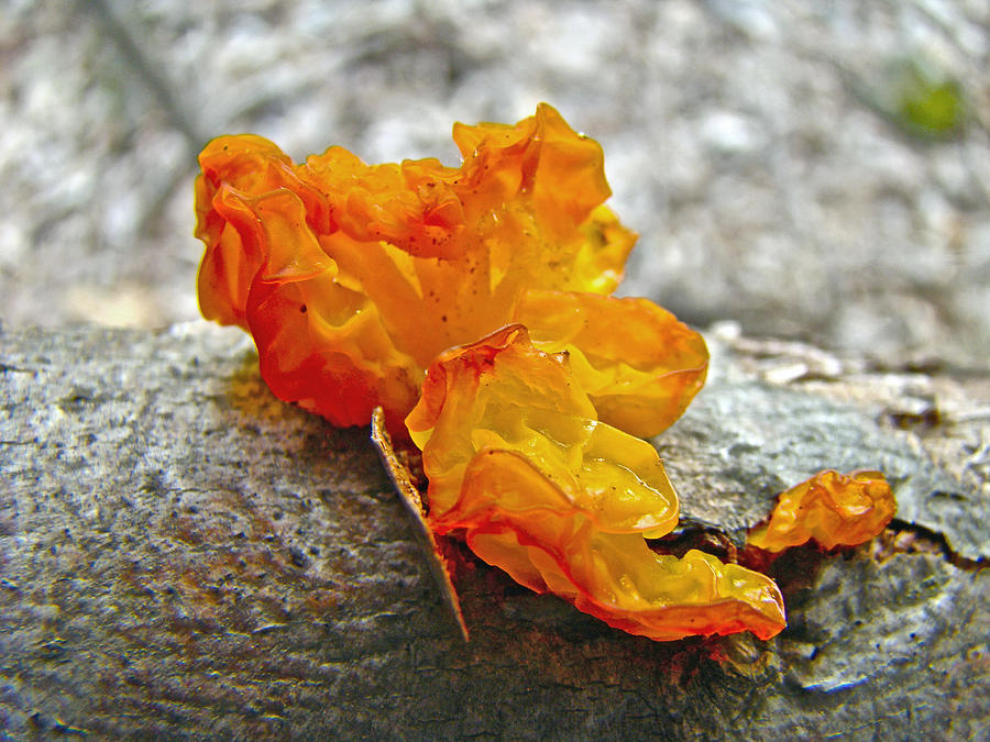Tremella mesenterica - Orange Brain Fungus Photograph by Carol Senske