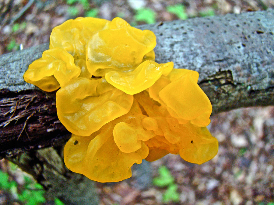 Tremella mesenterica - Yellow Brain Fungus Photograph by Carol Senske