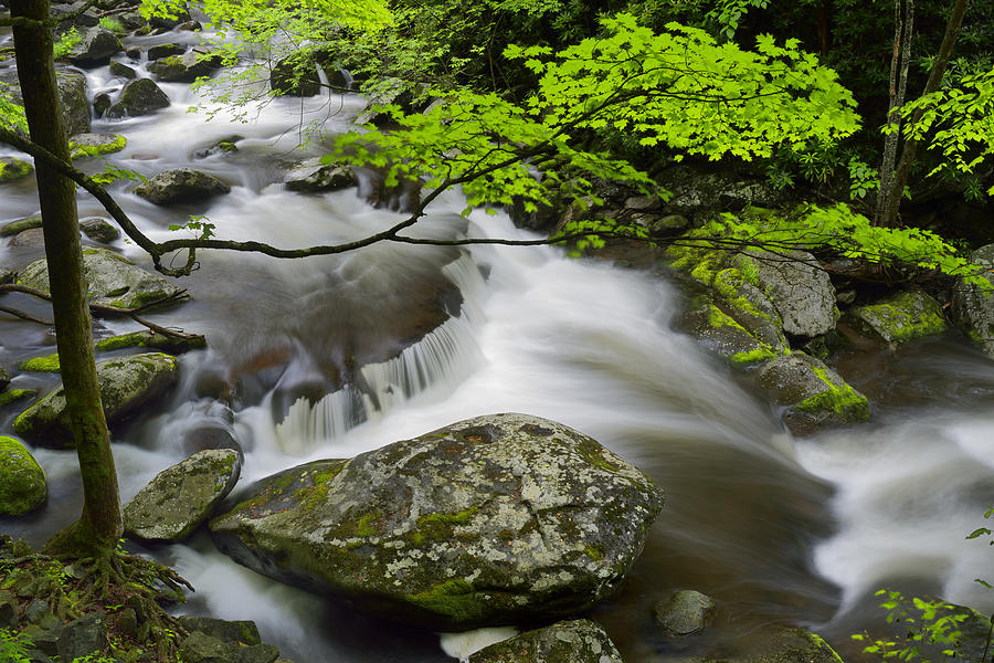 Tremont Spring in Great Smoky Mountains Photograph by Darrell Young