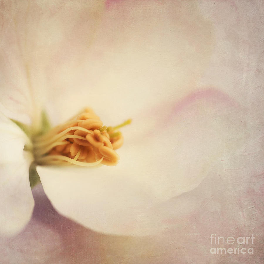 Spring Photograph - Tresfonds Heart Of A White Blossom by Priska Wettstein