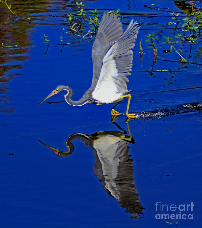 Tri-Color Heron water ski Photograph by Larry Nieland