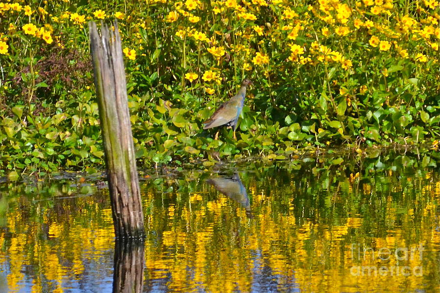 Tri-Colored Heron And Marigolds Photograph by Carol  Bradley